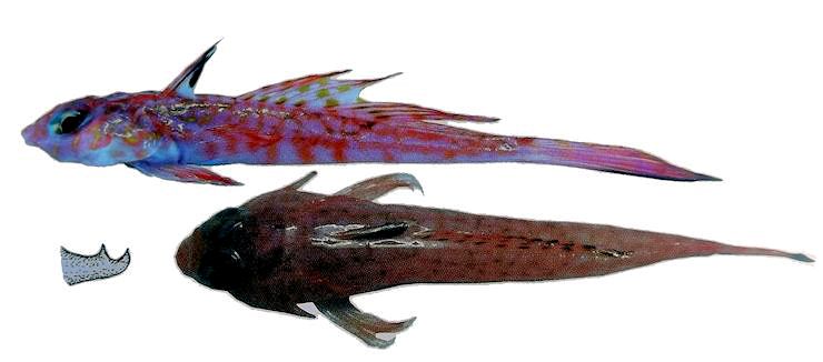 Synchiropus phaeton_0321